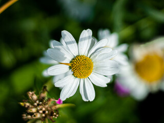 garden white chamomile