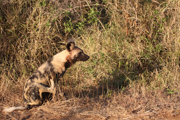 Afrikanischer Wildhund / African wild dog / Lycaon pictus.