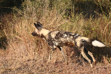 Afrikanischer Wildhund / African wild dog / Lycaon pictus.
