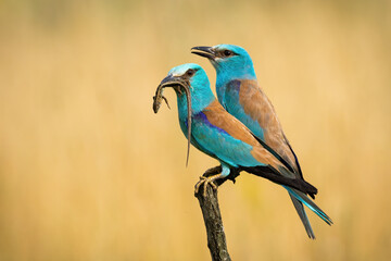 Couple of european rollers, coracias garrulus, sitting on branch and holding lizard in a beak. Two...