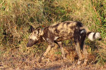 Afrikanischer Wildhund / African wild dog / Lycaon pictus.