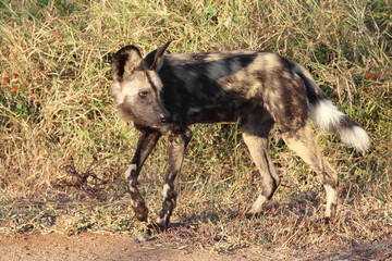 Afrikanischer Wildhund / African wild dog / Lycaon pictus.