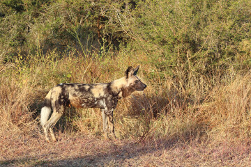 Afrikanischer Wildhund / African wild dog / Lycaon pictus.