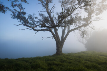 Trees in the fog at Mt Eden summit, Auckland