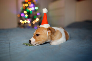 Funny puppy with bank gift card and santa hat on bed, Christmas tree with lights
