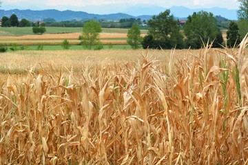 Deurstickers Dry corn fields due to drought © Luigi Bertello Photo