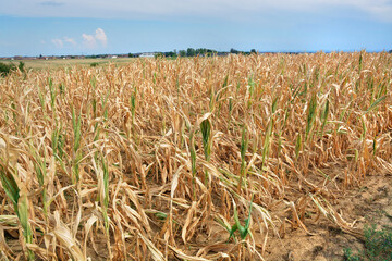 Dry corn fields due to drought