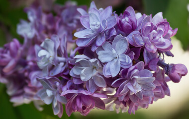 a bunch of blossoming purple lilacs closeup