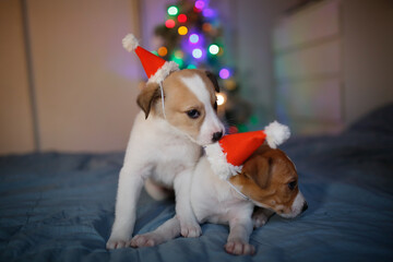 Fototapeta Two Funny puppies in santa hats play on bed in front of Christmas tree with lights obraz
