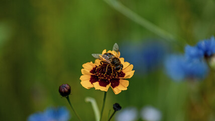 bee mimic on flower