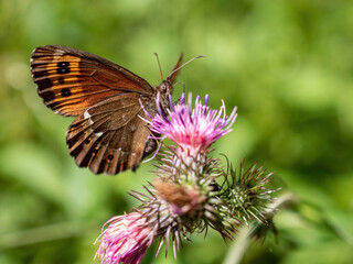 butterfly on thistle