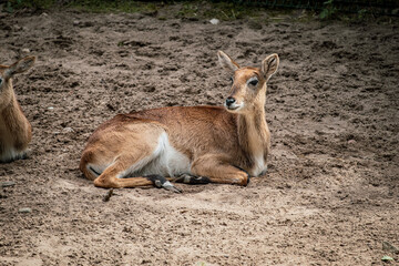 deer in the zoo