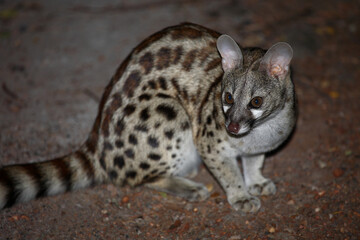 Naklejka premium Südliche Großfleck-Ginsterkatze / South African large-spotted genet / Genetta tigrina