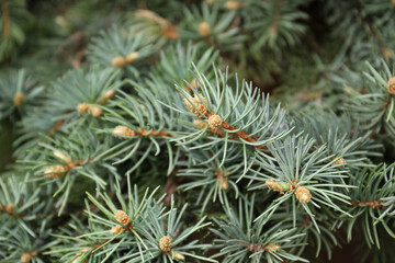 Beautiful branches of coniferous tree, closeup view