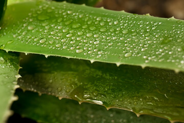 Beautiful green aloe vera plant with water drops, closeup