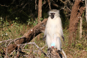 Grüne Meerkatze / Vervet monkey / Cercopithecus aethiops .
