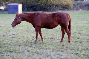 focus brown horse on a meadow