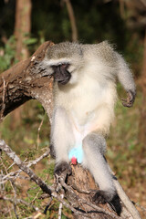 Grüne Meerkatze / Vervet monkey / Cercopithecus aethiops .