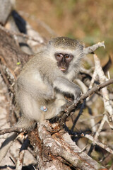 Fototapeta premium Grüne Meerkatze / Vervet monkey / Cercopithecus aethiops .