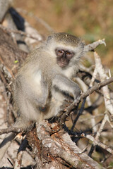Grüne Meerkatze / Vervet monkey / Cercopithecus aethiops .