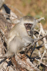 Grüne Meerkatze / Vervet monkey / Cercopithecus aethiops .
