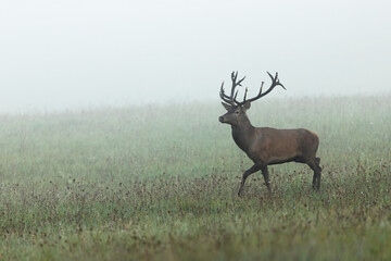 Red deer, cervus elaphus, stag walking on a meadow covered with morning mist in autumn. Atmospheric scene with animal wildlife with antlers moving in fog with copy space.