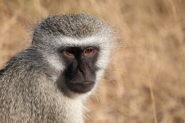 Grüne Meerkatze / Vervet monkey / Cercopithecus aethiops .