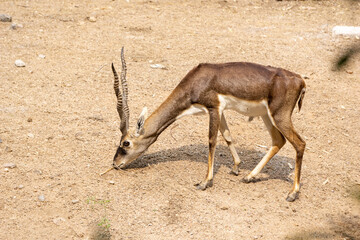 Horned Blackbuck (scientific name: Antelope cervicapra) searching for grass on the dry ground in the forest.