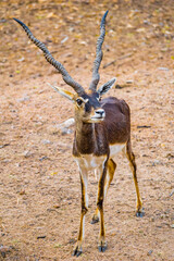 Horned Blackbuck (scientific name: Antelope cervicapra) standing on the ground in the forest looking upward. Front close shot taken with face and horns in focus.