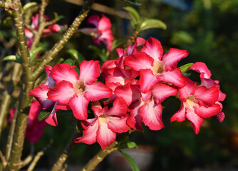 Fototapeta premium flowers of Azalea or Desert rose in the garden . Azalea is colorful flowers