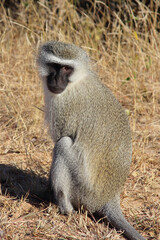 Grüne Meerkatze / Vervet monkey / Cercopithecus aethiops .
