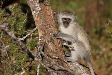 Grüne Meerkatze / Vervet monkey / Cercopithecus aethiops ..