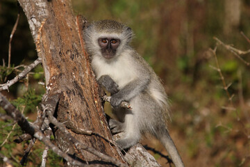 Grüne Meerkatze / Vervet monkey / Cercopithecus aethiops ..