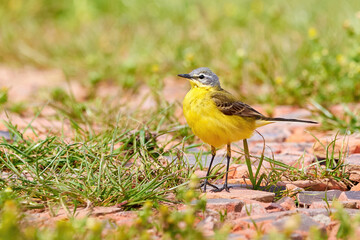 Western Yellow Wagtail bird (Motacilla flava)