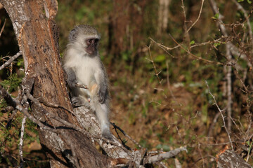 Grüne Meerkatze / Vervet monkey / Cercopithecus aethiops ..