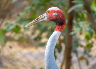 Portrait of male Sarus Crane head. The Sarus Crane (Grus Antigone) is the tallest flying bird. The photo was taken in the daytime.
