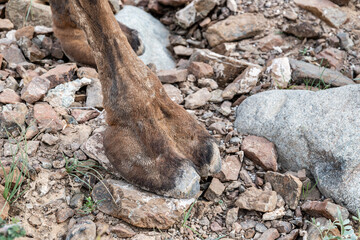 The pads of a camel’s foot close-up