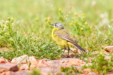 Western Yellow Wagtail bird (Motacilla flava)