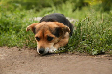 Naklejka na ściany i meble Cute dog lying on green grass outdoors