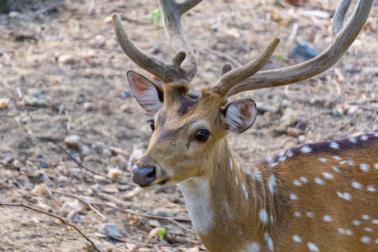 Head of horned axis deer (scientific name: Axis axis) also known as spotted deer and chital. Front close shot taken with face and horns in focus.