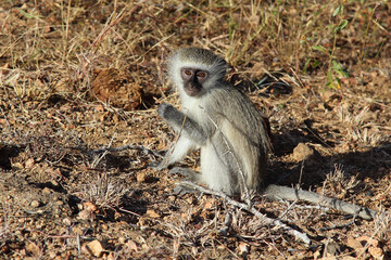 Grüne Meerkatze / Vervet monkey / Cercopithecus aethiops ..