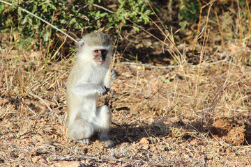 Grüne Meerkatze / Vervet monkey / Cercopithecus aethiops ..
