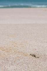 Fototapeta na wymiar Ghost crab on a beach in Ras Al Jinz, Sultanate of Oman
