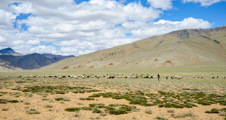 Farmer with his hers, in Pang, India