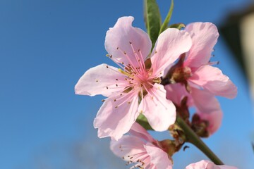 Blossoming spring tree against blue sky, closeup