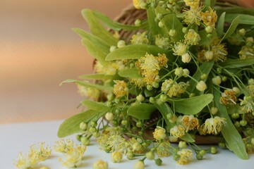 Overturned wicker basket with beautiful linden blossoms and green leaves on white table, closeup