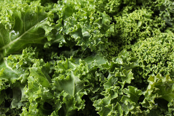 Fresh wet kale leaves as background, closeup