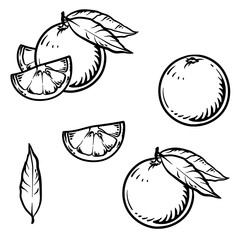 Vector illustration of an orange or grapefruit isolated on a white background. Engraved food hand drawn illustration.