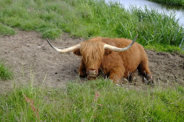free highland cattle
