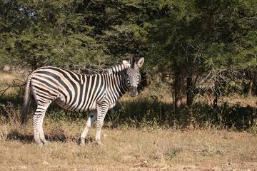 Steppenzebra / Burchell's zebra / Equus quagga burchellii